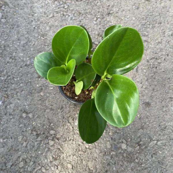 Pepperface Peperomia (Peperomia obtusifolia) (4" pot) - Tropicals & Houseplants