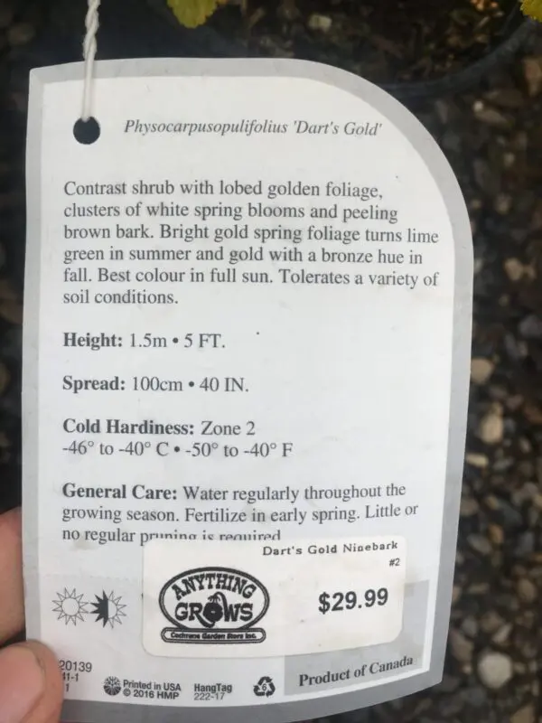 Dart's Gold Ninebark - Trees & Shrubs - Image 5