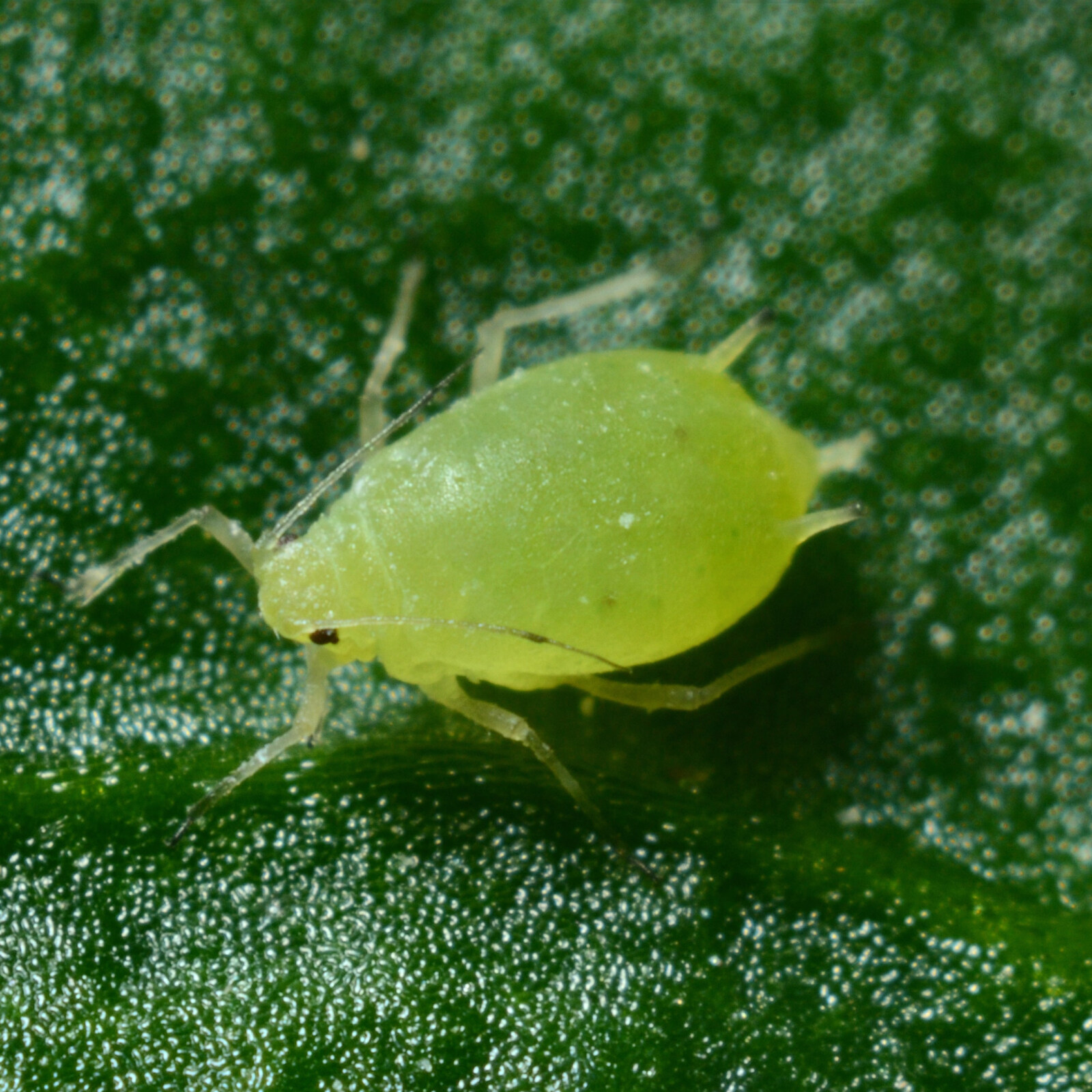 Bug Series: How to Deal with Aphids › Anything Grows