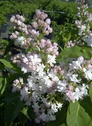 Beauty of Moscow French Lilac - Trees & Shrubs