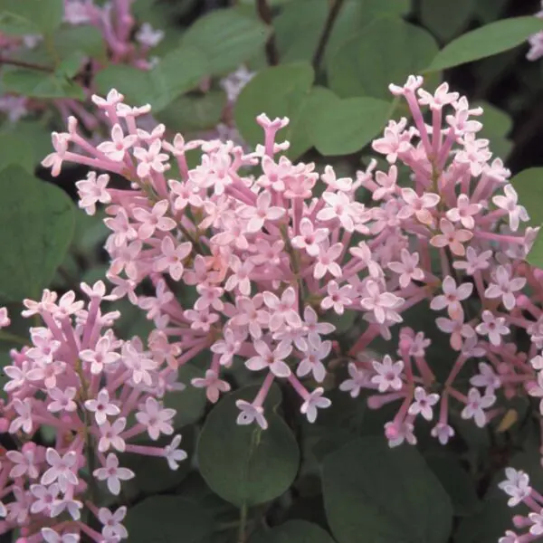 Dwarf Korean Lilac - Trees & Shrubs