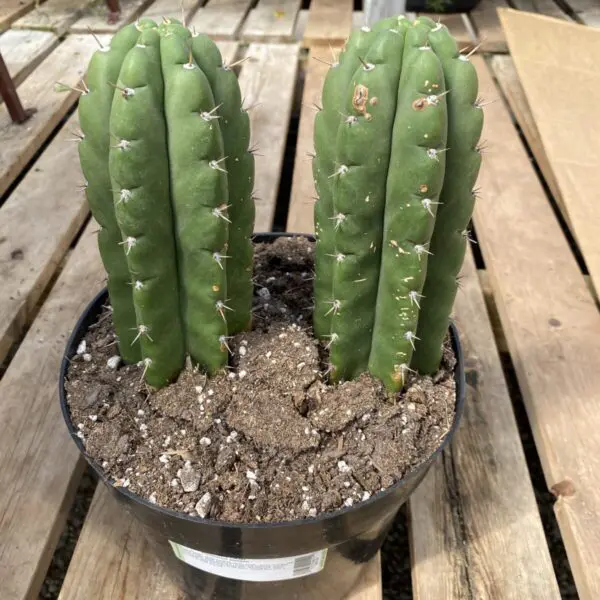 San Pedro Cactus (Trichocereus Pachanoi) -  Tropicals/Houseplants