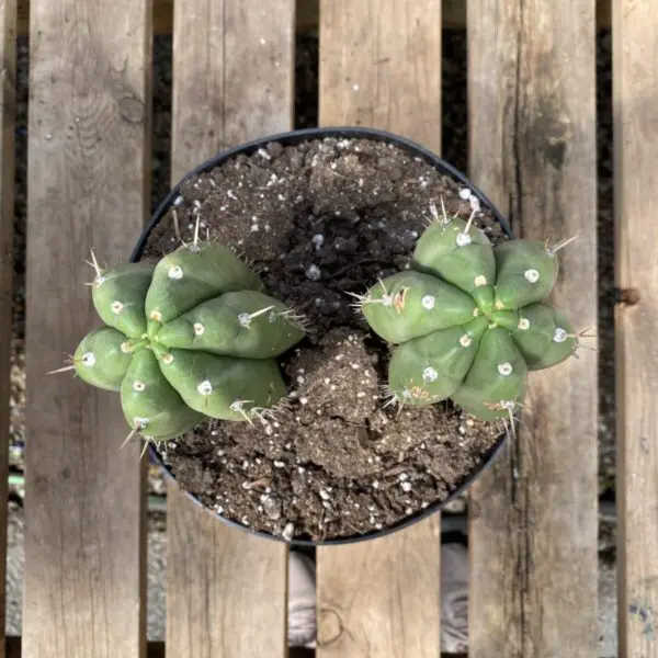 San Pedro Cactus (Trichocereus Pachanoi) -  Tropicals/Houseplants - Image 4