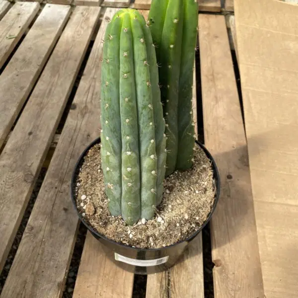 San Pedro Cactus (Trichocereus Pachanoi) -  Tropicals/Houseplants - Image 3