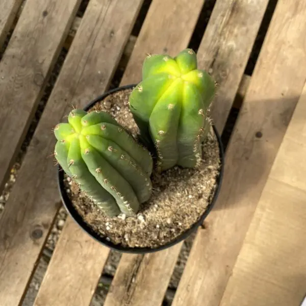 San Pedro Cactus (Trichocereus Pachanoi) -  Tropicals/Houseplants - Image 2