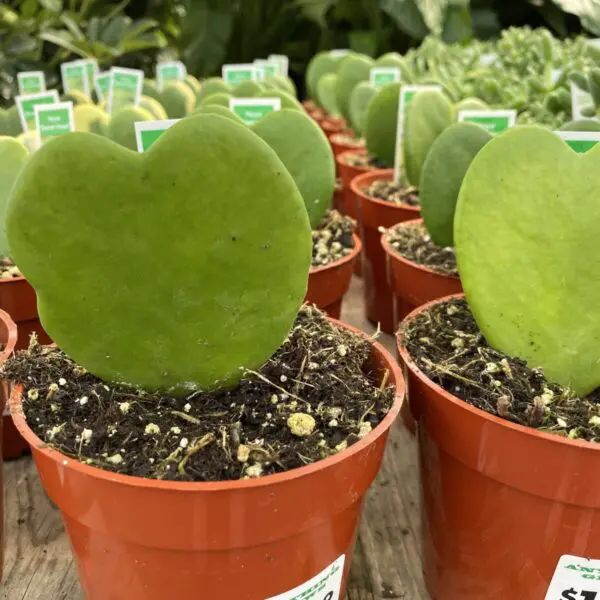 Sweetheart Hoya (Hoya Kerrii) - Tropicals & Houseplants