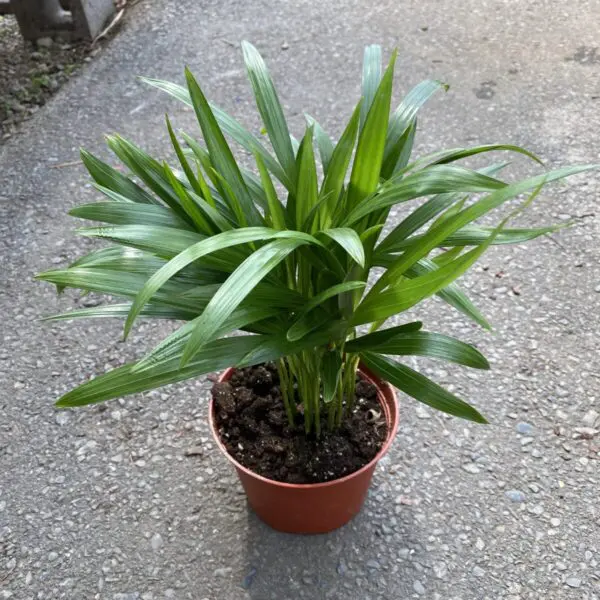 Palm Grass Plant (Setaria Palmifolia) - Tropicals & Houseplants