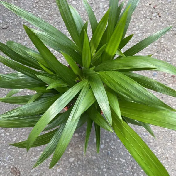 Palm Grass Plant (Setaria Palmifolia) - Tropicals & Houseplants - Image 2