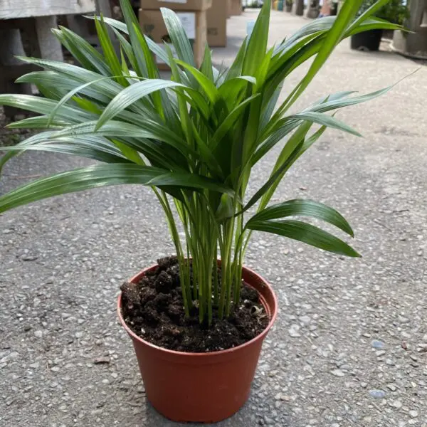 Palm Grass Plant (Setaria Palmifolia) - Tropicals & Houseplants - Image 3
