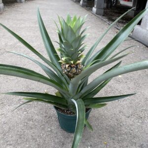 Pineapple Plant (Ananas Comosus) – Tropicals & Houseplants