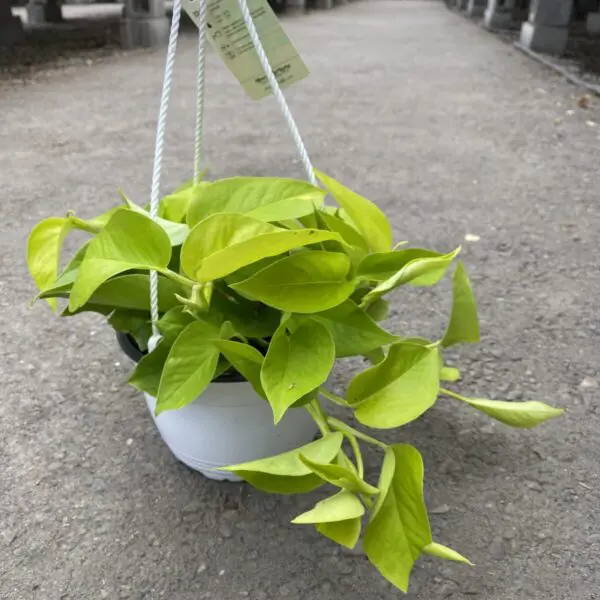 Neon Pothos (Epipremnum aureum 'Neon') - Tropicals/Houseplants - Image 6