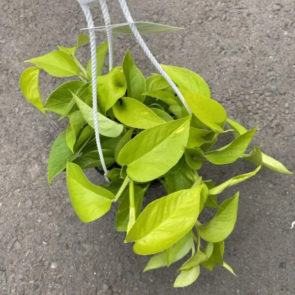 Neon Pothos (Epipremnum aureum 'Neon') - Tropicals/Houseplants - Image 5
