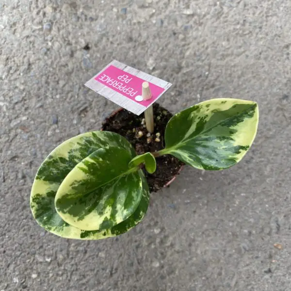 English Ivy (Green or Variegated) (Hedera Helix) - Image 10