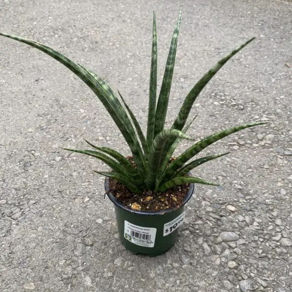 Dragon Tree 'Marginata' Bicolor (Dracaena Marginata) - Tropicals & Houseplants - Image 18