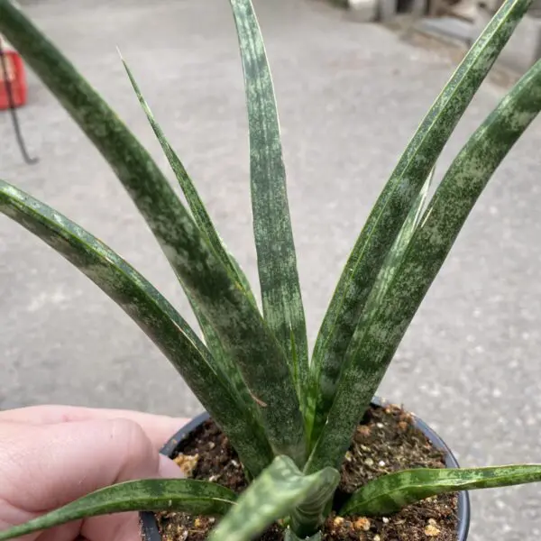 Dragon Tree 'Marginata' Bicolor (Dracaena Marginata) - Tropicals & Houseplants - Image 16