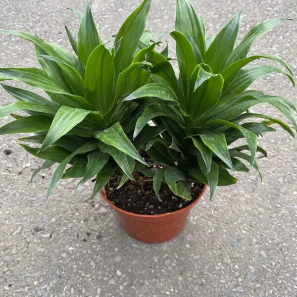 Janet Craig Compacta Dracaena (Dracaena Deremensis) - Tropicals & Houseplants - Image 5