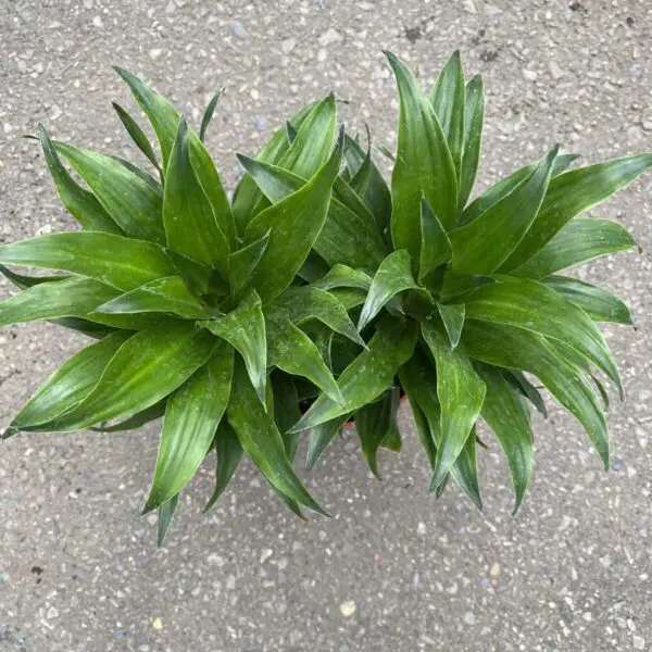 Janet Craig Compacta Dracaena (Dracaena Deremensis) - Tropicals & Houseplants - Image 4