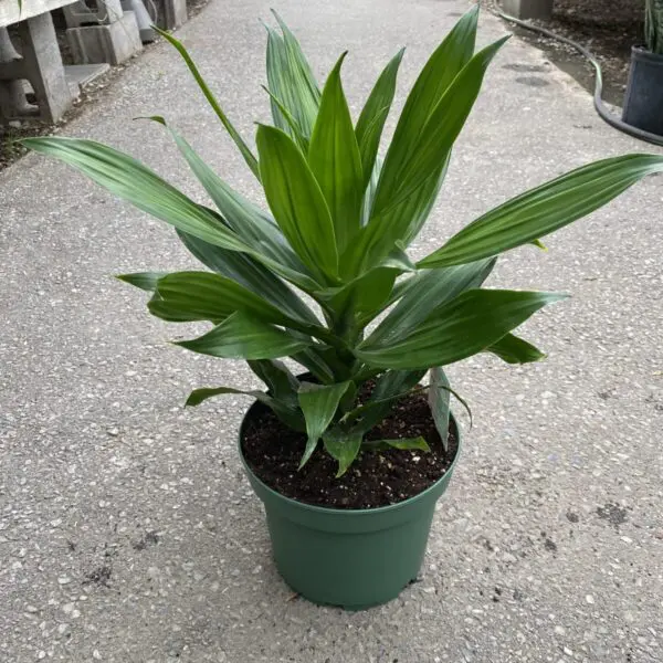 Janet Craig Compacta Dracaena (Dracaena Deremensis) - Tropicals & Houseplants - Image 3