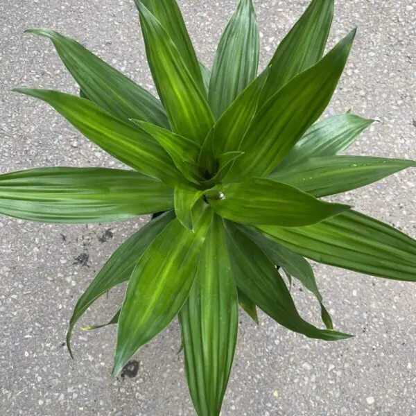 Janet Craig Compacta Dracaena (Dracaena Deremensis) - Tropicals & Houseplants - Image 2