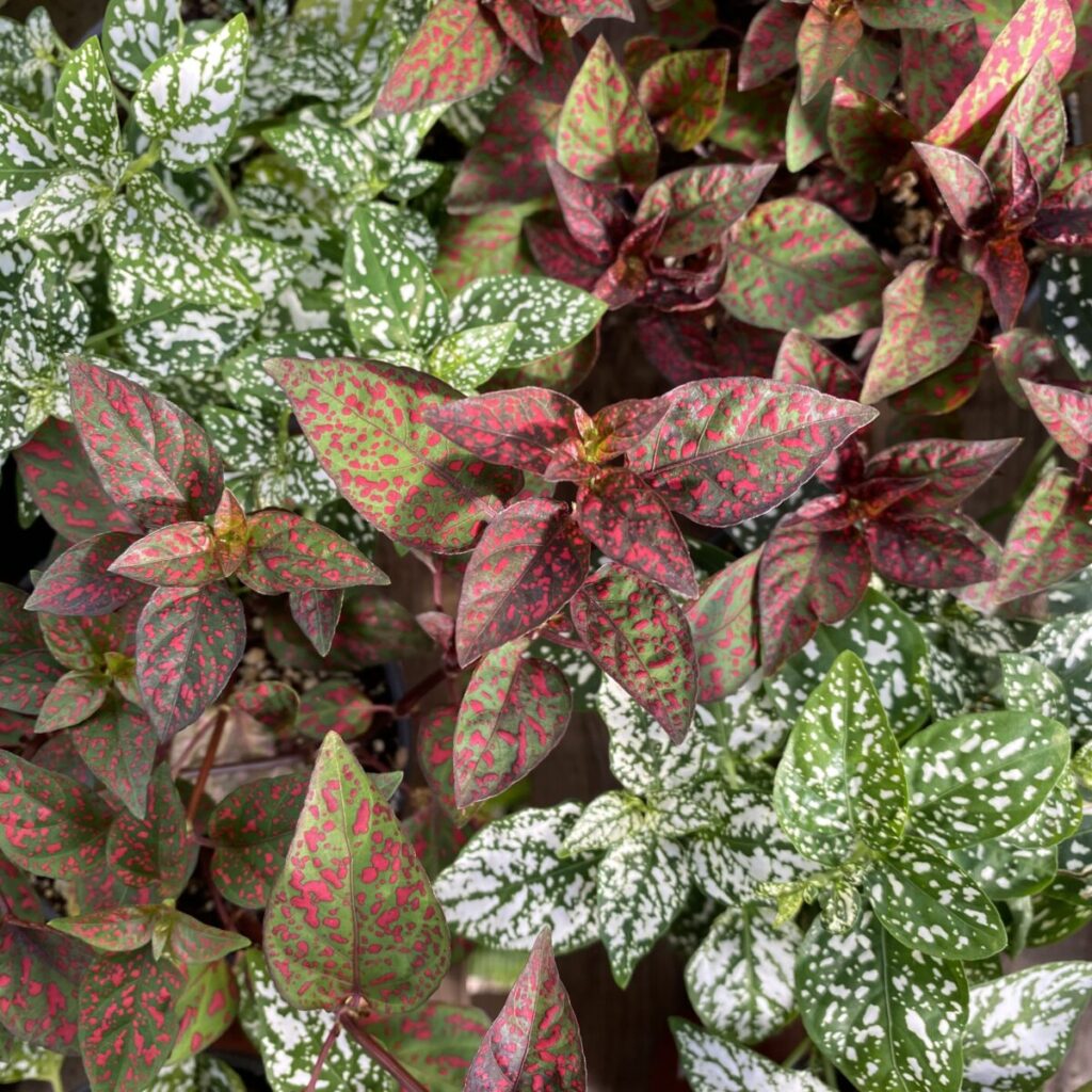 Polka Dot Plant (Hypoestes Phyllostachya) › Anything Grows