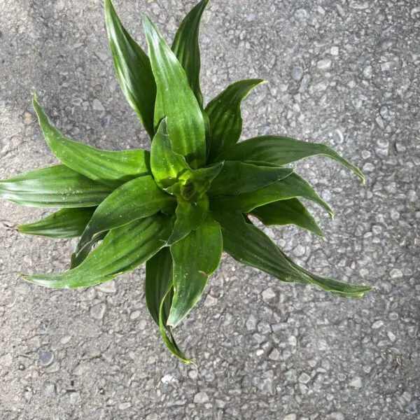 Janet Craig Compacta Dracaena (Dracaena Deremensis) - Tropicals & Houseplants - Image 6