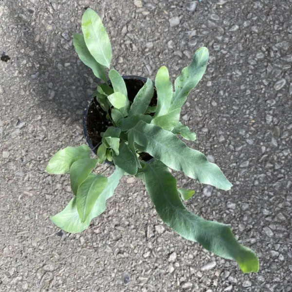 Blue Star Fern (Phlebodium Aureum) - Tropicals & Houseplants - Image 4