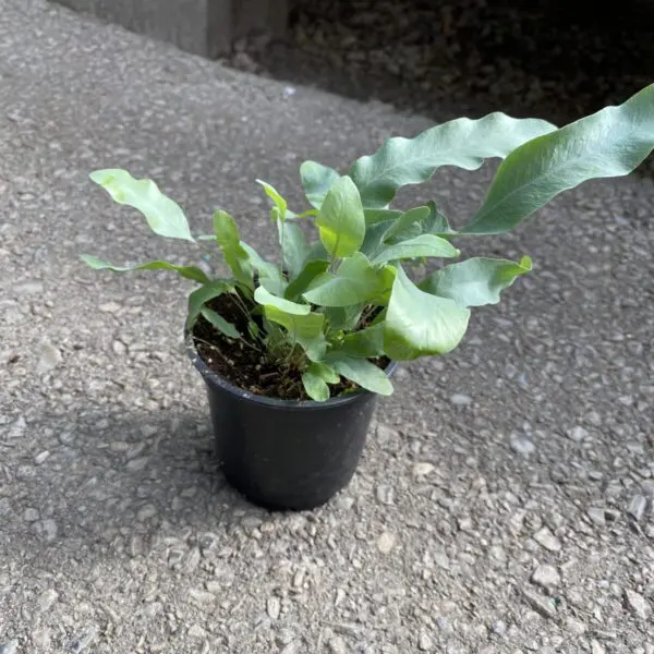 Blue Star Fern (Phlebodium Aureum) - Tropicals & Houseplants - Image 3