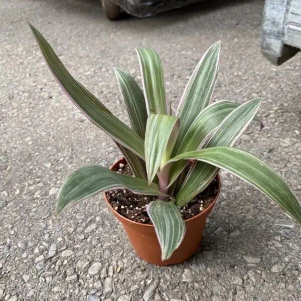 Variegated Moses In A Boat (Tradescantia Spathacea) (4" pot) - Tropicals & Houseplants - Image 3