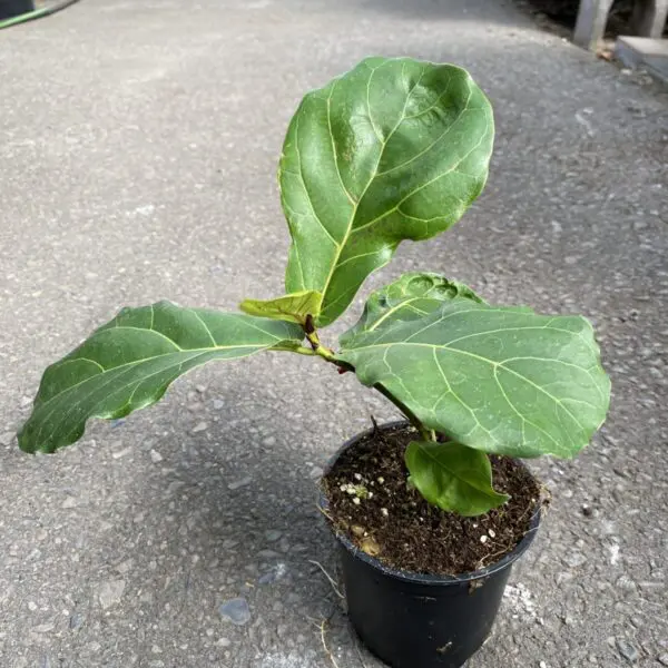 Fiddle Leaf Fig (Ficus Lyrata) (Various Sizes) - Tropicals/Houseplants - Image 15
