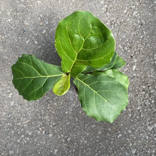 Fiddle Leaf Fig (Ficus Lyrata) (Various Sizes) - Tropicals/Houseplants - Image 14