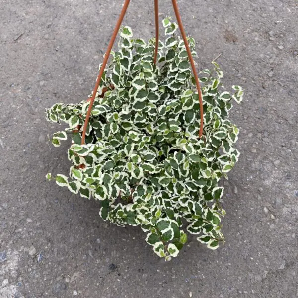 Climbing Fig (Ficus Repens Variegata) (6" Pot) - Tropicals/Houseplants - Image 2