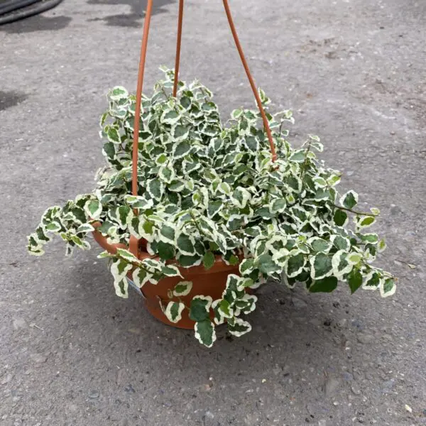 Climbing Fig (Ficus Repens Variegata) (6" Pot) - Tropicals/Houseplants