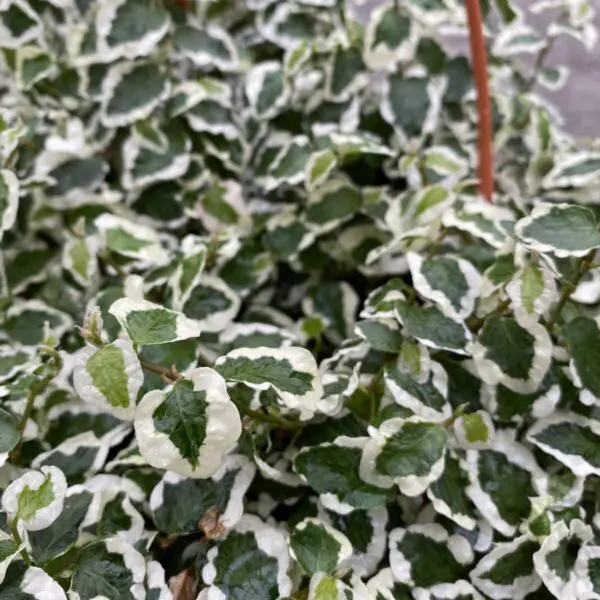 Climbing Fig (Ficus Repens Variegata) (6" Pot) - Tropicals/Houseplants - Image 3