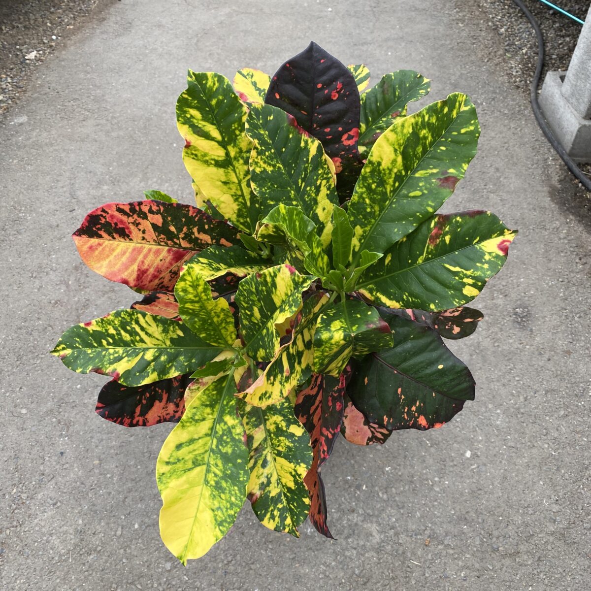 Croton ‘Magnificent’ (Codiaeum variegatum ‘Magnificent’) (10″ pot