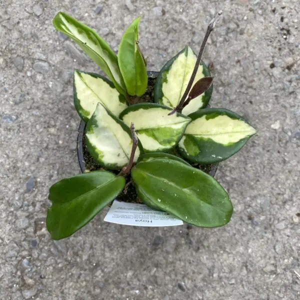 Hoya Carnosa 'Tricolor' - Tropicals & Houseplants