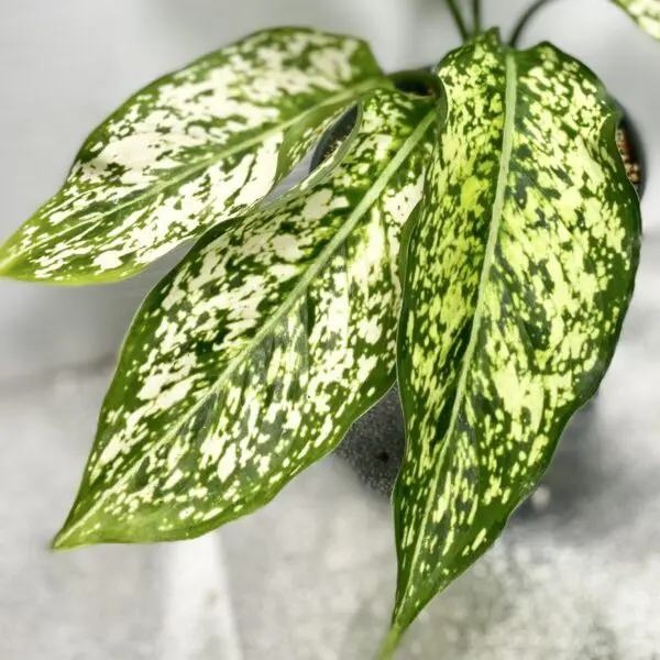 LOTTERY: Aglaonema 'White Diamond' - Exotics