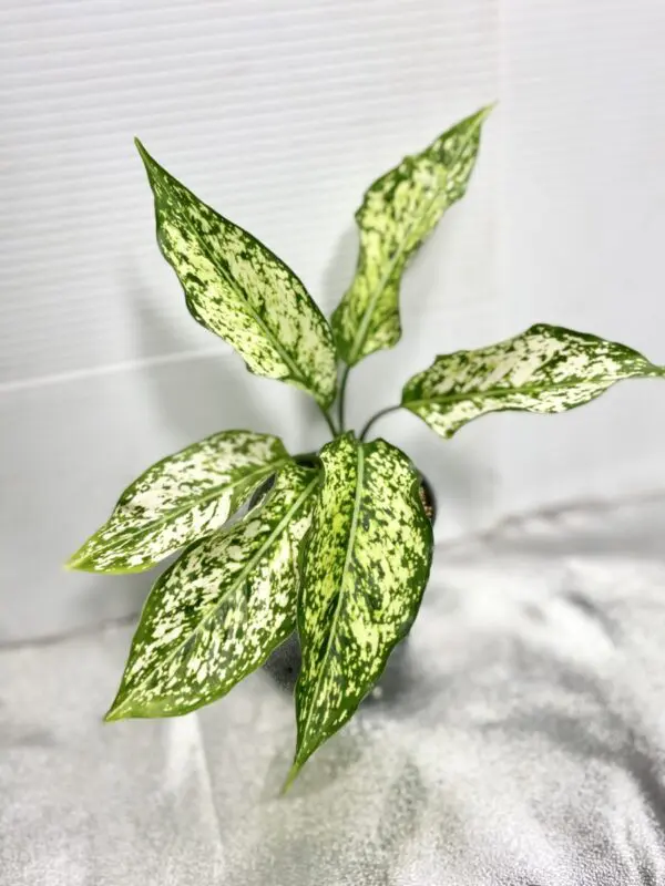 LOTTERY: Aglaonema 'White Diamond' - Exotics - Image 3