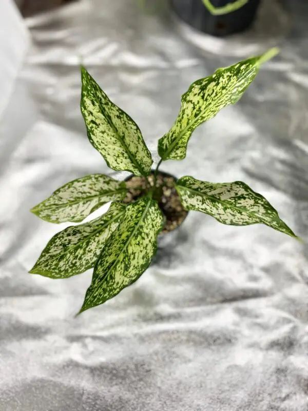 LOTTERY: Aglaonema 'White Diamond' - Exotics - Image 2
