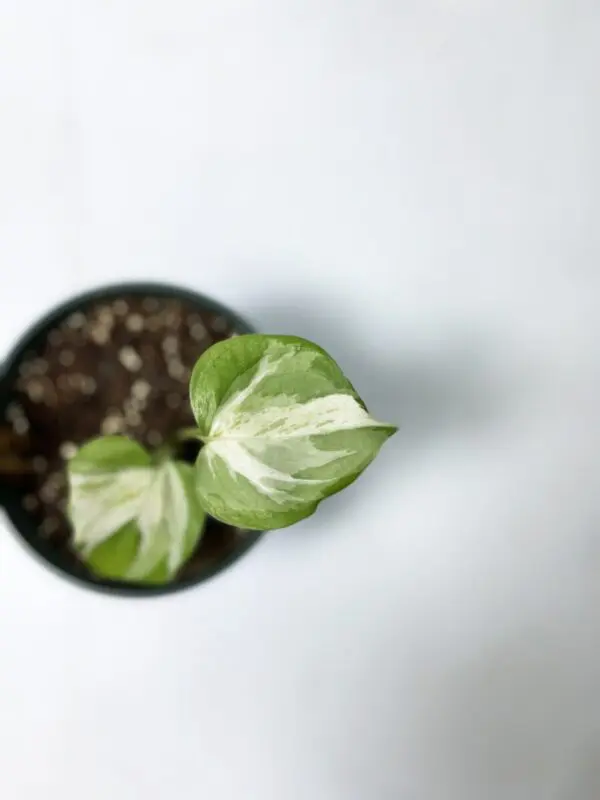 Epipremnum Aureum 'Manjula' - Exotics - Image 4