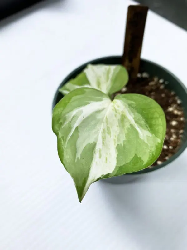 Epipremnum Aureum 'Manjula' - Exotics