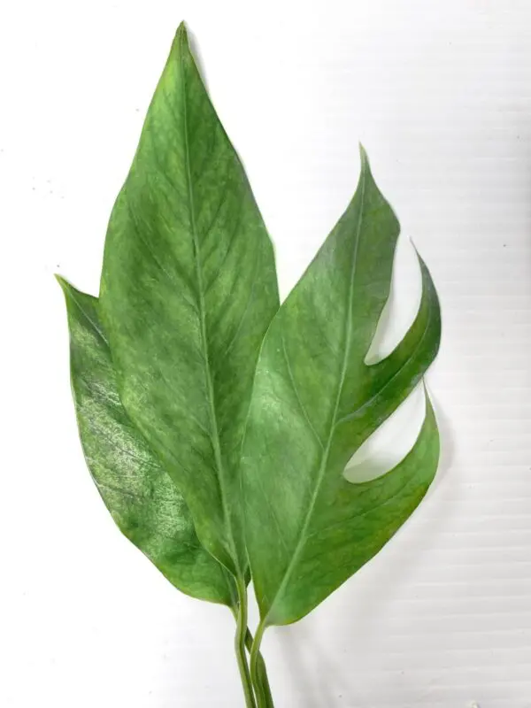 Epipremnum Pinnatum II - Exotics