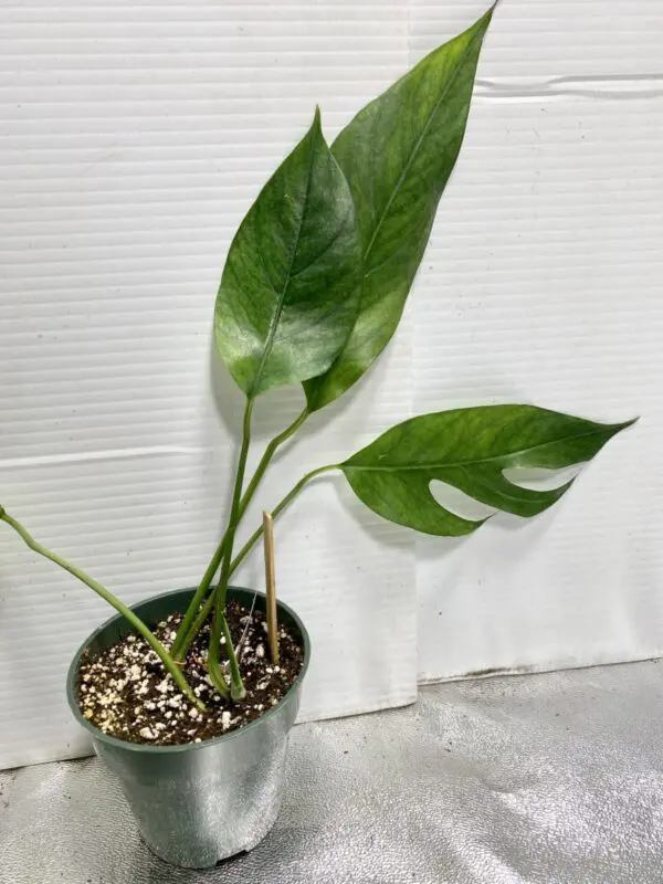 Epipremnum Pinnatum II - Exotics - Image 5