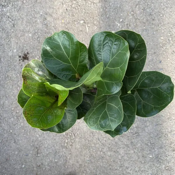 Fiddle Leaf Fig (Ficus Lyrata) (Various Sizes) - Tropicals/Houseplants - Image 16