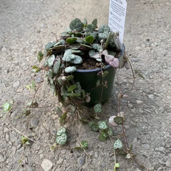 String of Hearts (Ceropegia Woodii) - Tropicals & Houseplants - Image 2