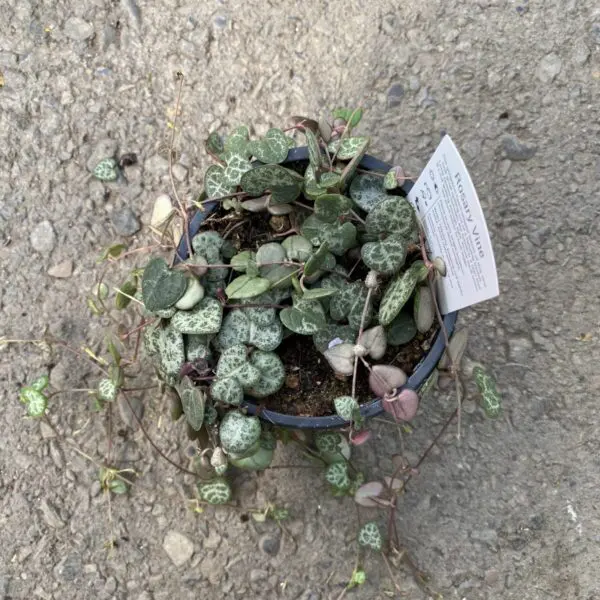 String of Hearts (Ceropegia Woodii) - Tropicals & Houseplants - Image 3