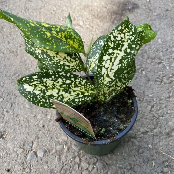 Dracaena Florida Beauty - Image 2