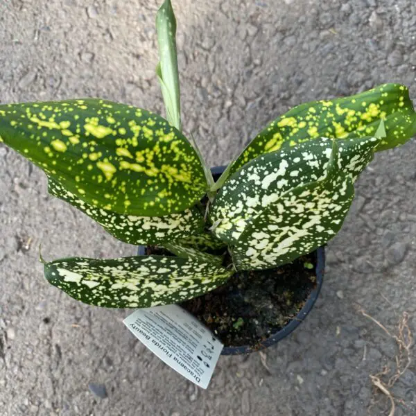 Dracaena Florida Beauty