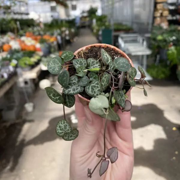 String of Hearts (Ceropegia Woodii) - Tropicals & Houseplants - Image 4