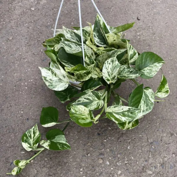Marble Queen Pothos (Epipremunum aureum 'Marble Queen') - Tropicals & Houseplants - Image 2