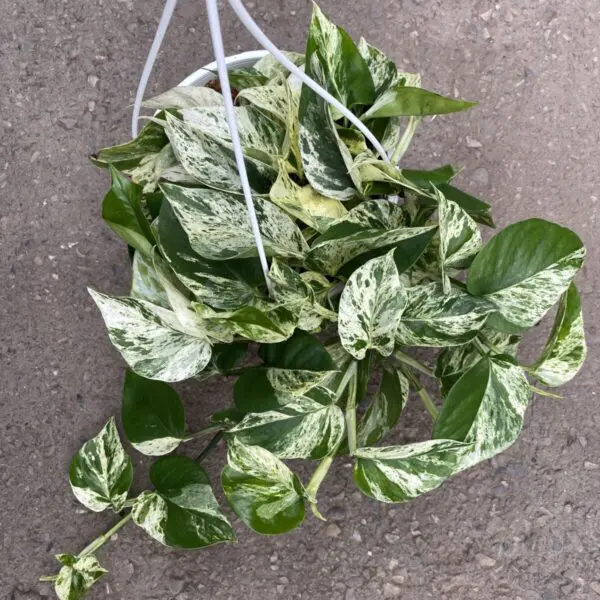 Marble Queen Pothos (Epipremunum aureum 'Marble Queen') - Tropicals & Houseplants - Image 3